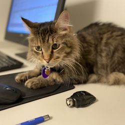 Full Circle Veterinary Care
