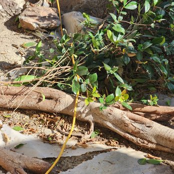 M & J Tree Service - Mess - Tree Services Near Me