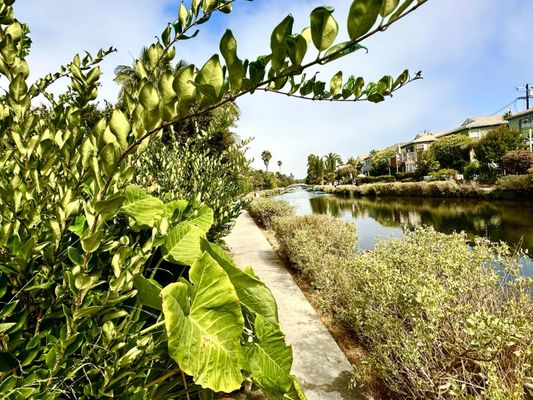 Venice Canals by null