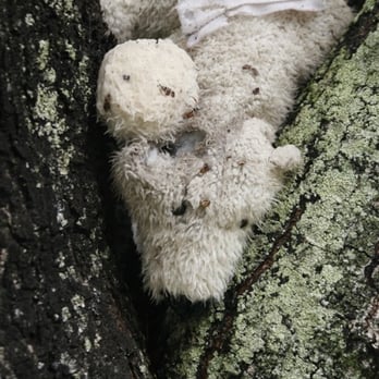 Dog Walk Wiz - Found this one up in a tree! - Dog Walkers Near Me