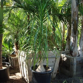 Hanyak Palms - Nurseries & Gardening Near Me - Vista, California