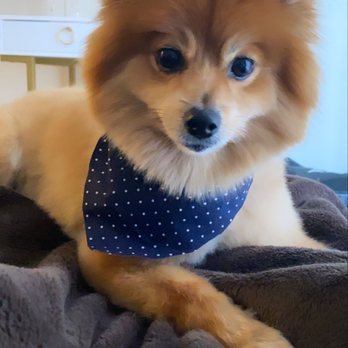 Scenthound - Pet Groomers Near Me - Boynton Beach, Florida