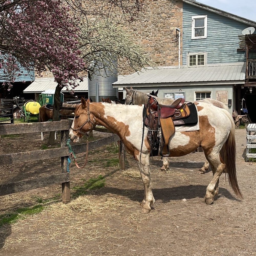 Sheeder Mill Farm - Horseback Riding Near Me - Spring City, Pennsylvania Sheeder Mill Farm - Horseback Riding Near Me - Spring City, Pennsylvania