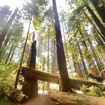 Cheatham Grove - Return of the Jedi scene - Hiking Near Me