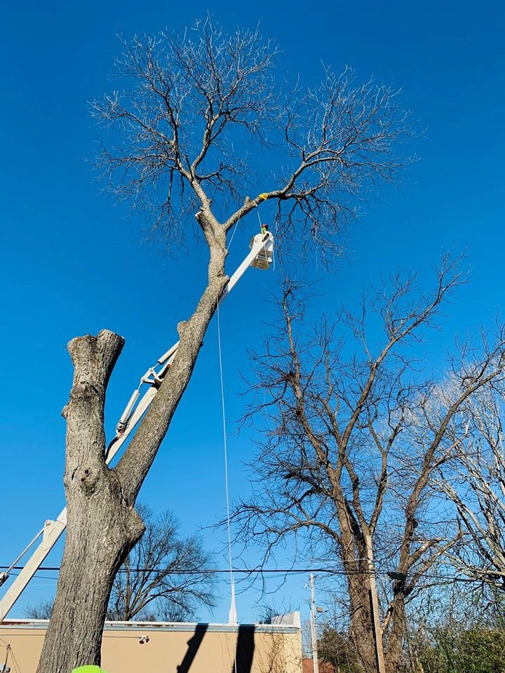 Stallworth's Tree Service Huntsville - tree service in Huntsville, AL