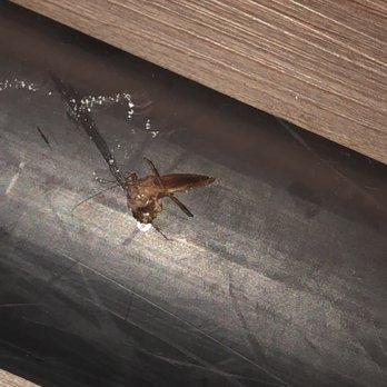 The Dextro - Roach in bathroom - Hotels Near Me - San Diego, California The Dextro - Roach in bathroom - Hotels Near Me - San Diego, California