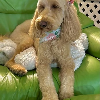 Jeannie's Pet Salon - A proper Grooming at PRECIOUS PAWS-Gordon Rd. - Pet Groomers Near Me - Wilmington, North Carolina Jeannie's Pet Salon - A proper Grooming at PRECIOUS PAWS-Gordon Rd. - Pet Groomers Near Me - Wilmington, North Carolina