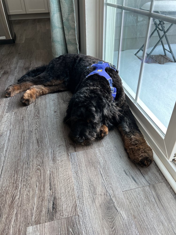 ROX’S RUFFCUTS Updated July 2024 17 Reviews 6885 Jackson Rd, Ann