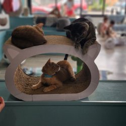 Purrfect Day Cat Cafe