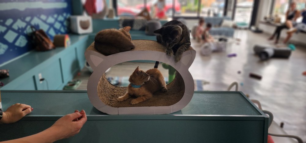 Purrfect Day Cat Cafe