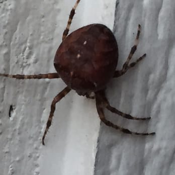Enviro-Pro Professional Pest Management - #Spider - Pest Control Near Me - Aurora, Illinois Enviro-Pro Professional Pest Management - #Spider - Pest Control Near Me - Aurora, Illinois