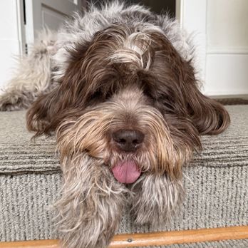 Cali Pets - My pup after his bath! - Pet Groomers Near Me - San Marcos, California Cali Pets - My pup after his bath! - Pet Groomers Near Me - San Marcos, California