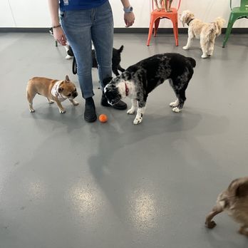 Barx Parx - Pet Training Near Me - Las Vegas, Nevada Barx Parx - Pet Training Near Me - Las Vegas, Nevada