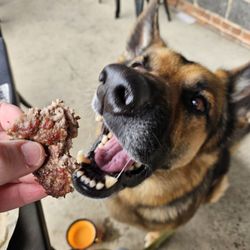 Spring House Brewing Company - Doggie burger