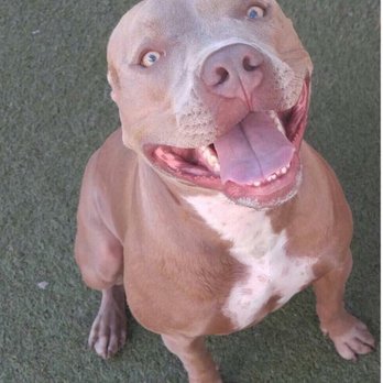 Animal Minds Behavior & Training - Pet Training Near Me Animal Minds Behavior & Training - Pet Training Near Me
