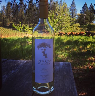 Red Cap Vineyards by null