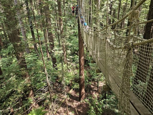 Redwoods Treewalk by null