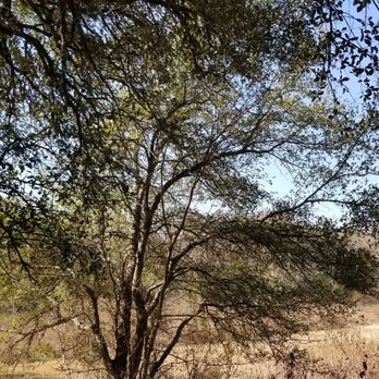 East Metropolitan Park - Don't throw your nalgene at a disc in the tree. - Parks Near Me - Manor, Texas
