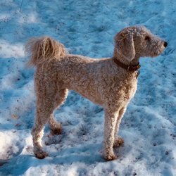 Kbhr 93 3 Fm-the Bear - Pup in snow