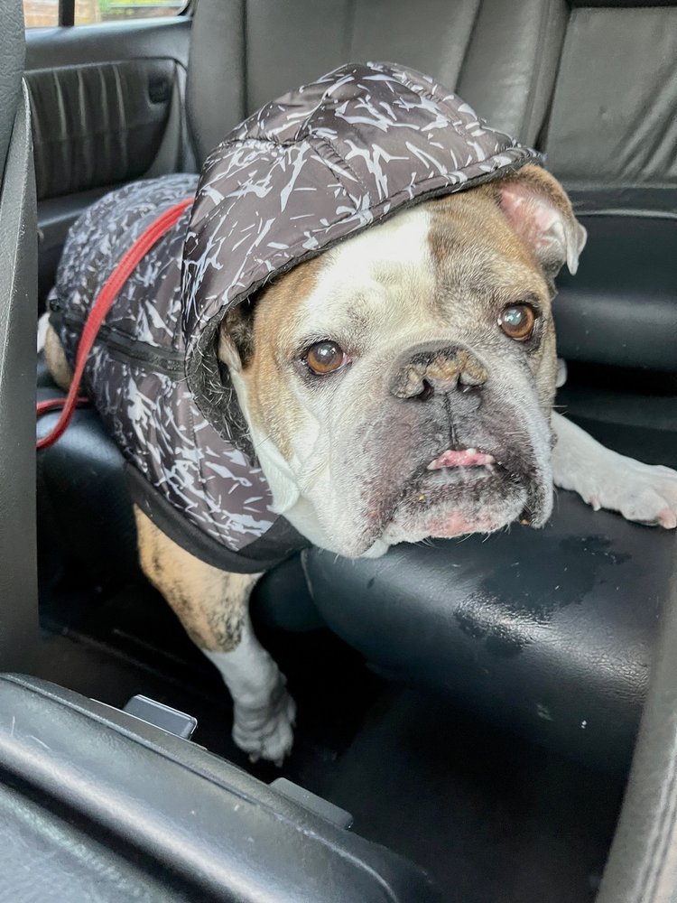 PUPS PET CLUB 23 Photos & 31 Reviews 2811 N Lincoln Ave, Chicago