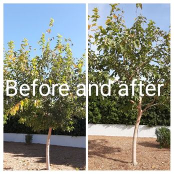 Tree Scape - Fruitless mulberry tree raise canopy good fitting cuts and reduction cuts for high control - Landscaping Near Me Tree Scape - Fruitless mulberry tree raise canopy good fitting cuts and reduction cuts for high control - Landscaping Near Me