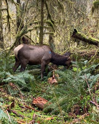 Hoh Rain Forest by null