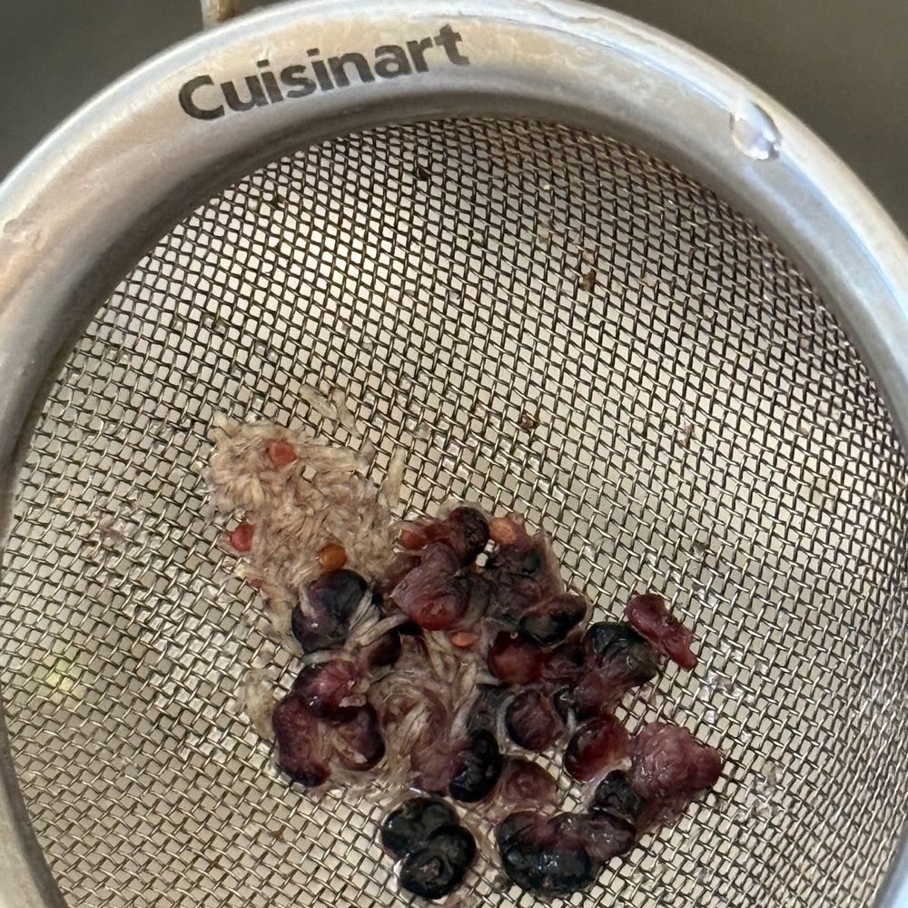 Very Mulberry - Worms strained out - Pick Your Own Farms Near Me - Brentwood, California Very Mulberry - Worms strained out - Pick Your Own Farms Near Me - Brentwood, California