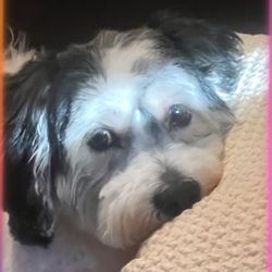 Dogtopia - My fur baby!