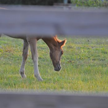 Wild Horse Adventure Tours - Tours Near Me - Corolla, North Carolina