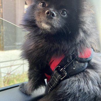 JustFoodForDogs - On our way to Just Food For Dogs - Pet Stores Near Me - New York, New York JustFoodForDogs - On our way to Just Food For Dogs - Pet Stores Near Me - New York, New York