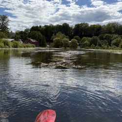 Yellow Dog Paddle