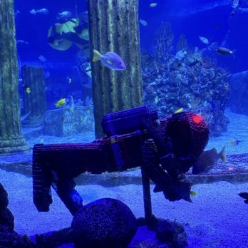 Sea Life Aquarium - Aquariums Near Me - Carlsbad, California Sea Life Aquarium - Aquariums Near Me - Carlsbad, California