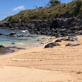 Hookipa Beach Park - Beautiful creatures! - Parks Near Me - Paia, Hawaii