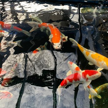 LAGUNA KOI PONDS - Updated February 2026 - 98 Photos & 74 Reviews ...