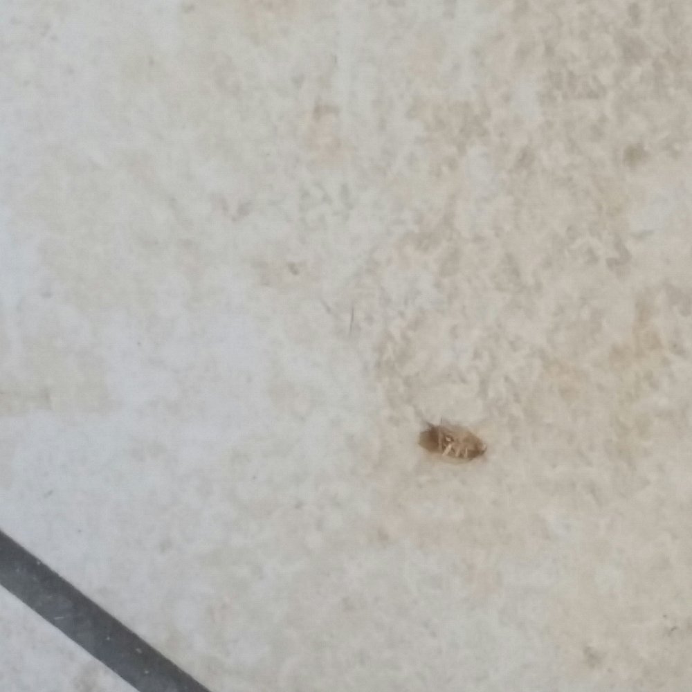 The Brothers Pizza & Grill - THIS PLACE GOT A 90 FOR HEALTH. SHOULD BE A 40. This was the cock roach found under our children's cheese pizza - Pizza Near Me - Pooler, Georgia The Brothers Pizza & Grill - THIS PLACE GOT A 90 FOR HEALTH. SHOULD BE A 40. This was the cock roach found under our children's cheese pizza - Pizza Near Me - Pooler, Georgia