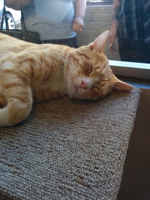 The Cat Cafe by null