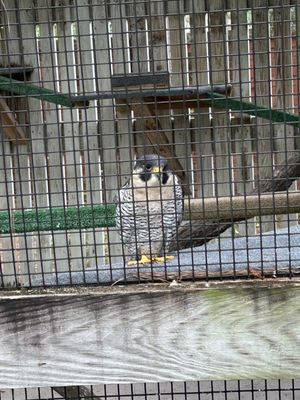 Audubon Center for Birds of Prey by null