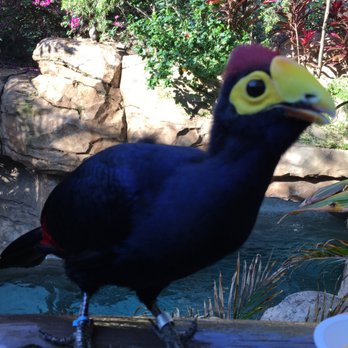Discovery Cove - Amusement Parks Near Me - Orlando, Florida