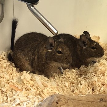 Pet Kingdom - Degus - Pet Stores Near Me - Las Vegas, Nevada