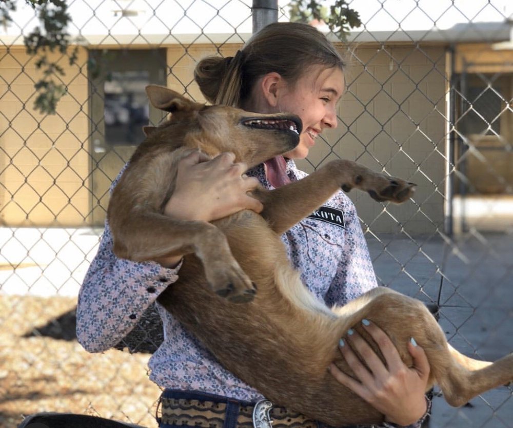 TEHAMA COUNTY ANIMAL SERVICES 1830 Walnut St, Red Bluff, California