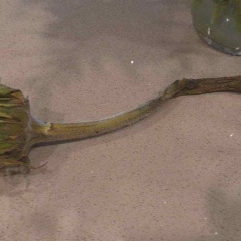 Koko Florist - Here's the stem of a sunflower after just a few days. - Florists Near Me - Rockville, Maryland
