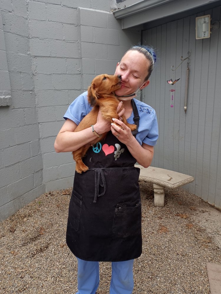 Neponset Animal Hospital - pet boarding facility in Dorchester, MA