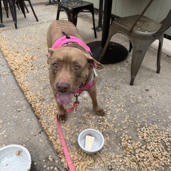 The Perch - Doggie ice cream was great. - Breweries Near Me - Chicago, Illinois The Perch - Doggie ice cream was great. - Breweries Near Me - Chicago, Illinois
