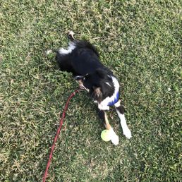 She was so happy to find a rogue tennis ball