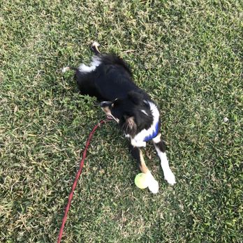 Bark Park - She was so happy to find a rogue tennis ball - Dog Parks Near Me - Miami, Florida