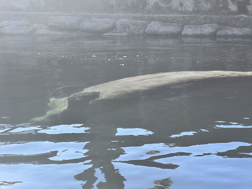 Social spots from Get Up And Go Kayaking - Crystal River
