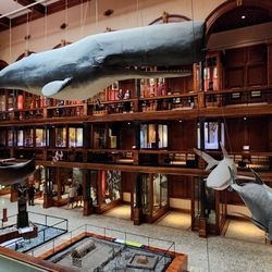 Bishop Museum - Inside the Hawaiian Hall