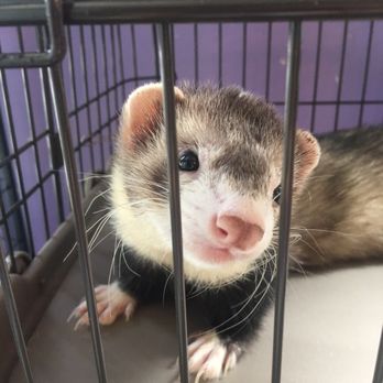 Animal House Pet Store - Pet Groomers Near Me - Cincinnati, Ohio