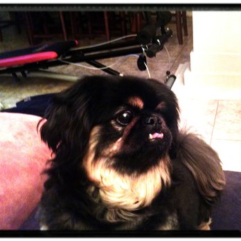 JJ's Mobile Grooming - Pet Groomers Near Me JJ's Mobile Grooming - Pet Groomers Near Me