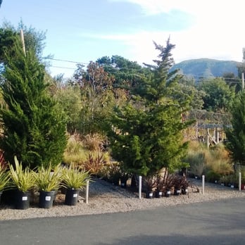 Griggs Nursery - Nurseries & Gardening Near Me - Carmel-by-the-sea, California